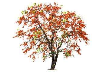 Orange flower of big palas tree were blooming.The Pala flower isolated on a white background with...
