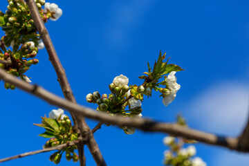 Blossom cherry