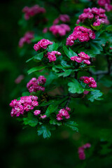 Hawthorn medicinal plant. Pink flowers on a flowering branch. Beautiful flower. Natural background.