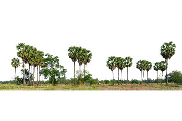 Trees, sugar palm trees line isolated on white background.