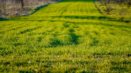 sown grass field, grass in nature, nature background