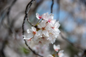 自粛下の桜見物