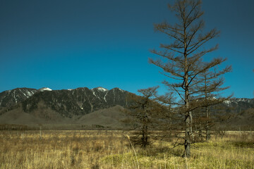 戦場ヶ原湿原の植生