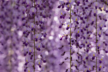 全盛期の大藤の紫色の花