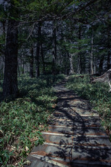 戦場ヶ原湿原の植生