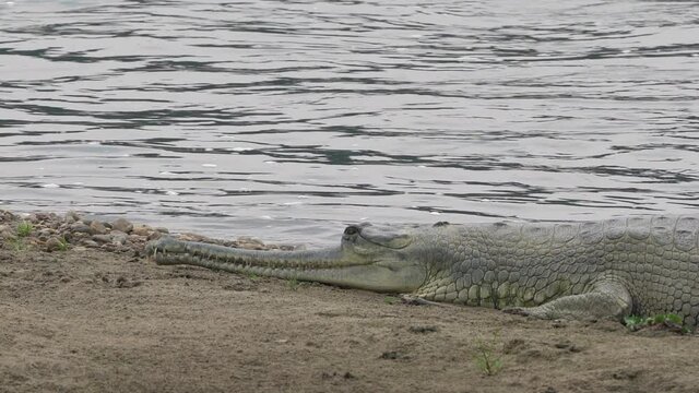A gharial crocodile lying on the bank of a river in the daytime.