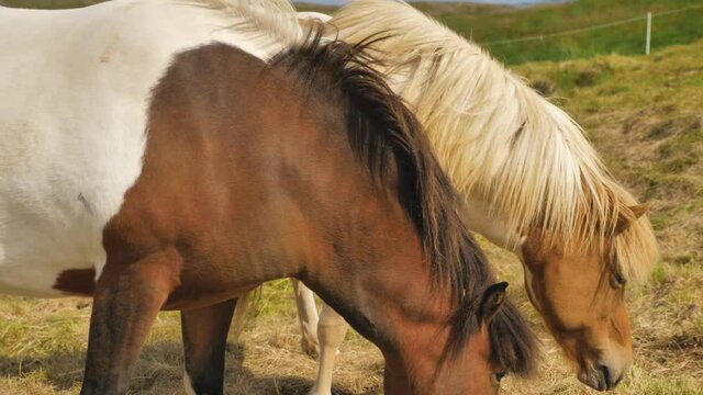Two Icelandic horses white and brown on Snæfellsnes peninsula grazing on dry grass near a fence, Close up pan up shot