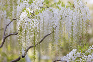 全盛期の白いふじの花