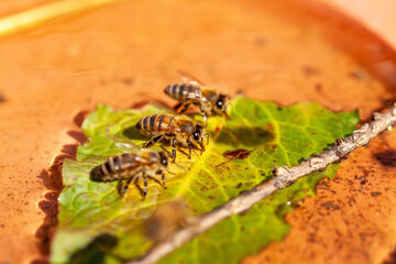 Apiculture - abreuvoir pour abeilles - Abeilles mellifères posées sur une feuille d'arbre flottant sur l'eau en train de boire 