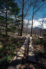 戦場ヶ原湿原の美しい植生