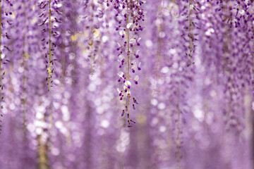 全盛期の大藤の紫色の花