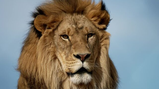 Close up Of Head Of A Male Lion In Blue Background. 