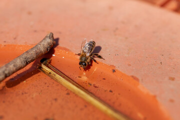 Apiculture - abreuvoir pour abeilles - Abeille mellifère en train de boire