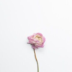 Dry pink ranunculus flower on white background. flat lay, top view, copy space