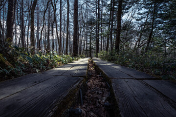 戦場ヶ原湿原の美しい植生