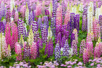 色とりどりのルピナス