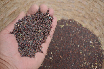 Purple mustered seeds hold in hand over out of focus dark purple brown background