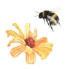Garden flower Heliopsis and flying bumblebee. Design elements, yellow daisy and beautiful summer insect, watercolor isolated illustration on white background.