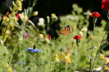 Schmetterling 804