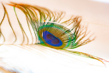 Various intertwined and diverse sets of peacock feathers