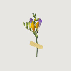 Modern design, contemporary art collage. Inspiration, idea, trendy urban magazine style. Tiny flowers with patch on white background