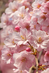Fototapeta na wymiar Cherry blossoms in Hirosaki Park shining in the morning sun