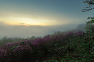 Obraz premium 秩父の大雲海