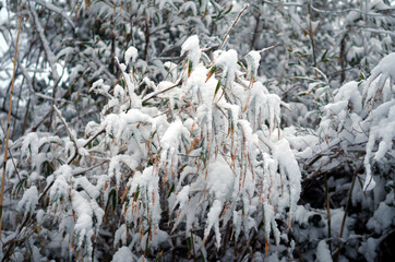 Snow on bamboo Japan Sea coast