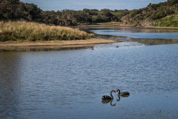 black swans in heart shape