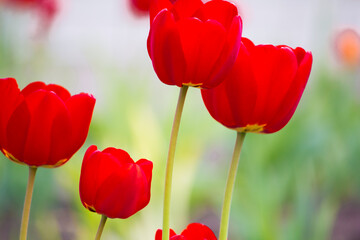 Fototapeta na wymiar Red tulips close-up. In the garden.