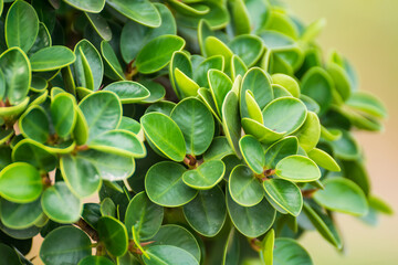Obraz premium Closeup nature view of green leaves in the garden