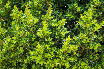 Closeup nature view of green leaves in the garden