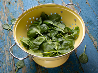 Fresh baby spinach leaves in a yellow colander on an old table with cracked turquoise paint from a high angle