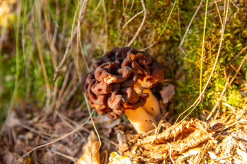 Chestnut chanterelle in the sunshine - Poland 