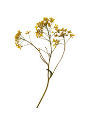 Wild plant. Dry pressed yellow flowers isolated on white background.