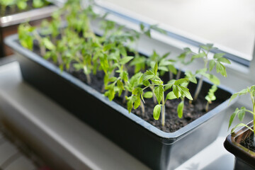 Young sprouts of tomatoes in a pot on the windowsill at home