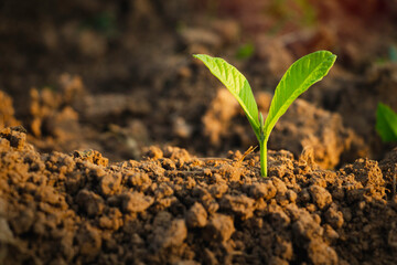 Growing plant,Young plant in the morning light on ground background, New life concept.Small plants on the ground in spring.fresh,seed,Photo fresh and Agriculture concept idea.