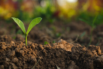 Growing plant,Young plant in the morning light on ground background, New life concept.Small plants on the ground in spring.fresh,seed,Photo fresh and Agriculture concept idea.