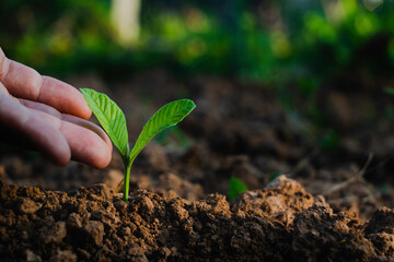 Hand touching is growing plant,Young plant in the morning light on ground background.Small plants on the ground in spring,Photo fresh and Agriculture  concept idea.