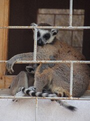 [Madagascar] Ring tailed lemur parent and child relaxing by the window in Arboretum d'Antsokay (Toliara) © marimos