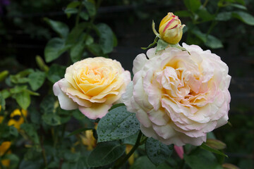 Two fresh lush tea roses with dew drops.