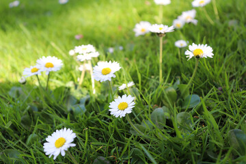 Chamomile flowers in the park. Flower background.