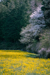 桜と菜の花