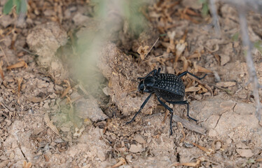 Pitted darkling beetle (Adesmia cancellata) found in Qatar desert. Selective focus