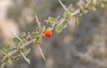 Desert thorn Lycium shawii plant in a depression. Selective focus