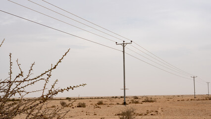 Desert landscape with electric towers and Desert thorn Lycium shawii plant. Selective focus
