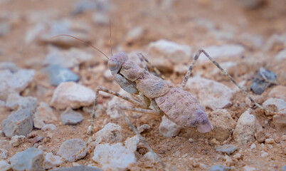 Camouflaged ground mantis (Eremiaphila baueri) in desert sand in Qatar. Selective focus