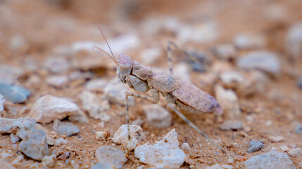 Camouflaged ground mantis (Eremiaphila baueri) in desert sand in Qatar. Selective focus