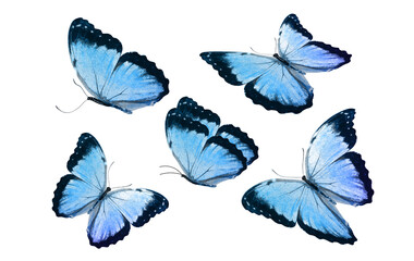 a set of beautiful blue butterflies isolated on a white background. tropical moths. flying insects...