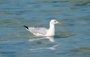 Sea gull migratory bird in the shore of qatar during the beginning of winter season. selective fcus